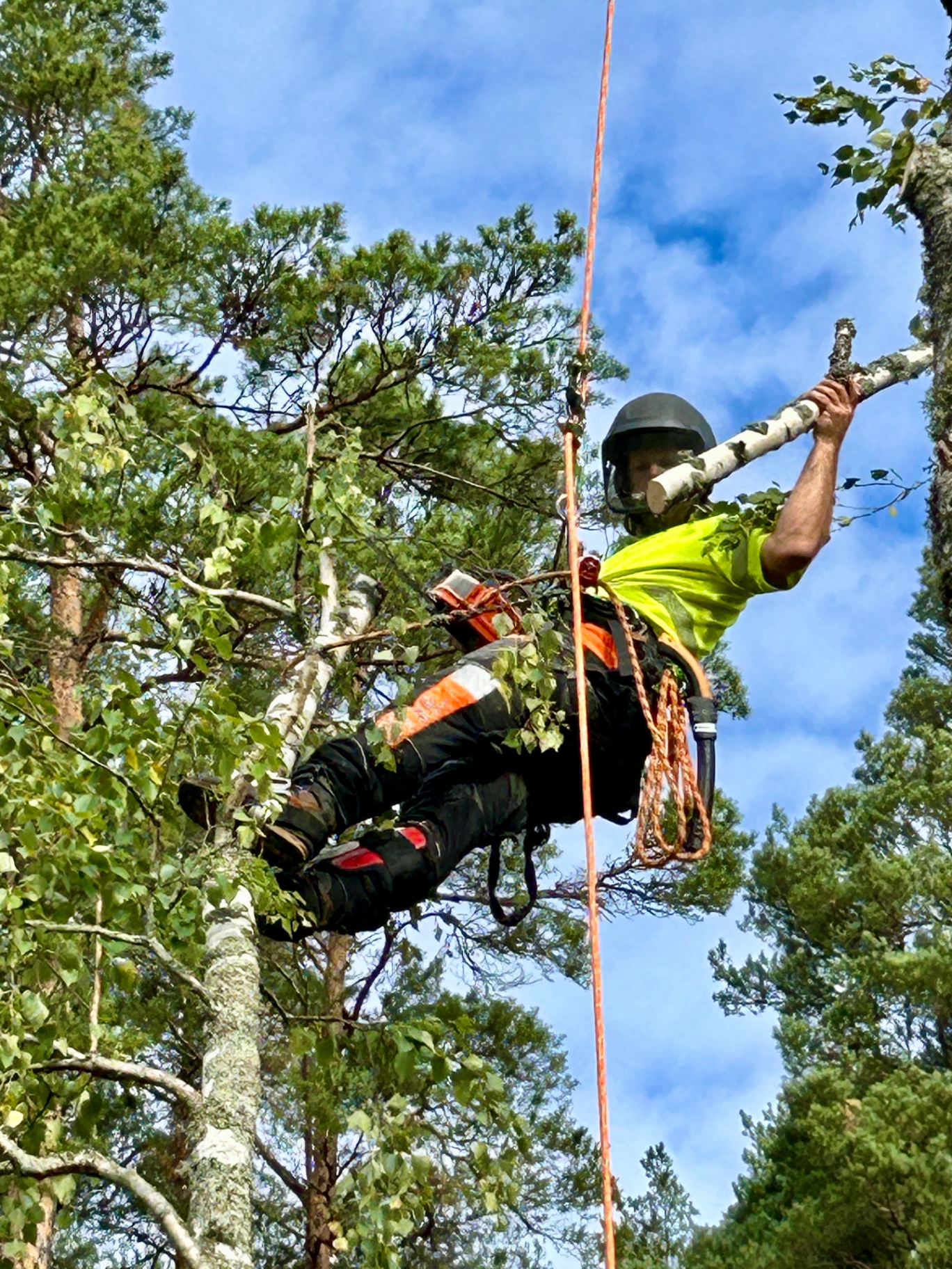 Klättrande arborist arbetar i ett träd