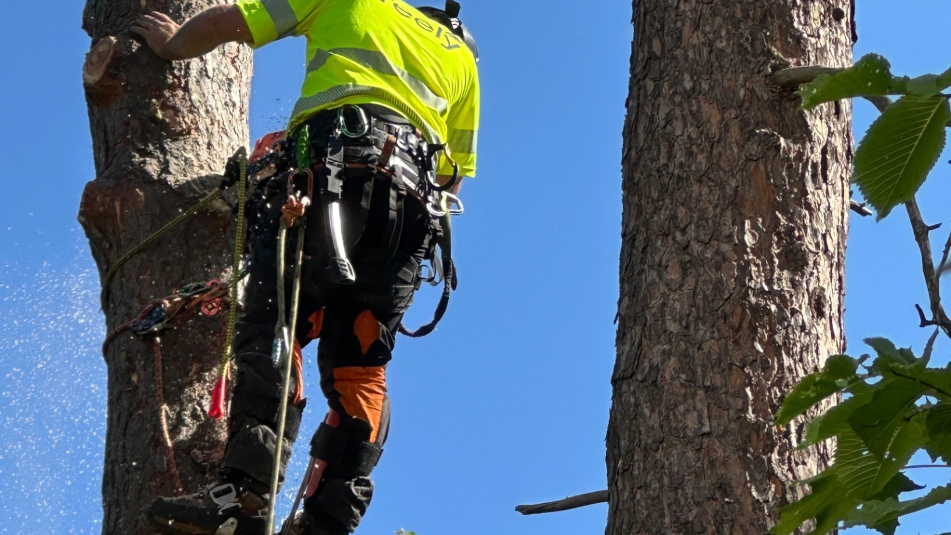 Arborist i Sollentuna